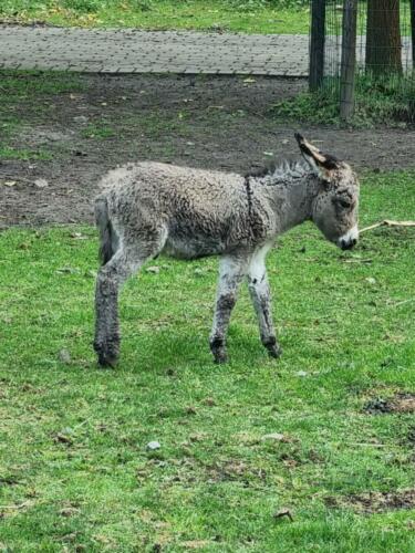 Serengeti Park Hodenhagen